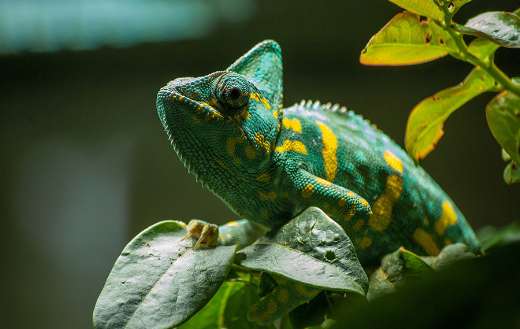 Chameleon green exotic reptile