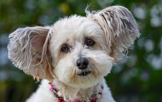 Dog face expression puzzle