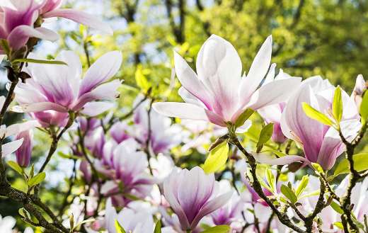 Magnolia petal flowers nature online