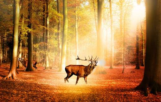 Nature forest sun deer trees puzzle