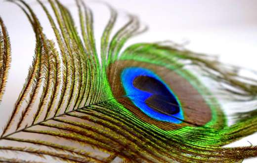 Peacock feather online