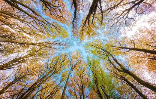 Tree canopy forest branches puzzle