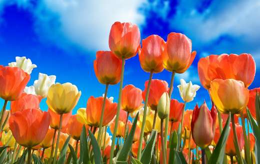 Tulips online