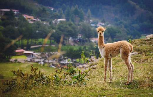 Vicuna animal nature wildlife fauna