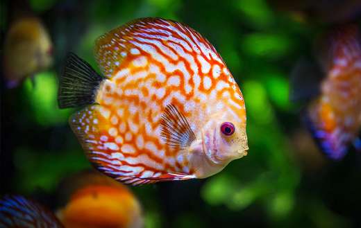 Discus fish online