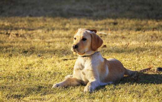 Golden retriever puppy doggy online