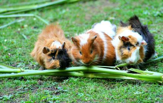 Guinea pig puzzle