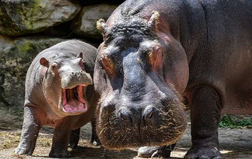 Hippopotamus online