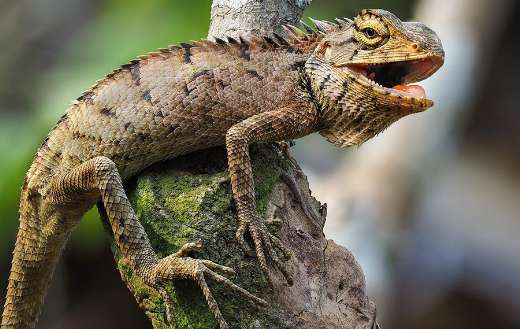 Iguana Salamanders fence hue puzzle