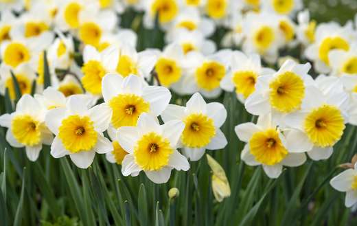 White and yellow flowers online