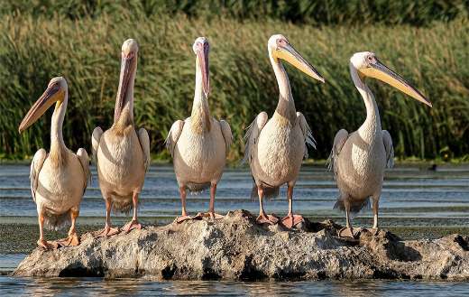 Great white pelicans Danube Delta