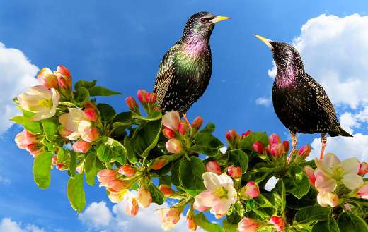 Nature with birds online