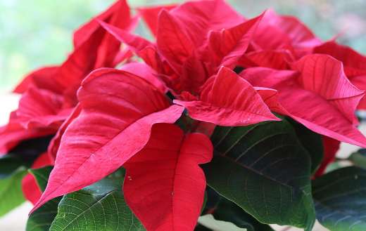 Poinsettia flower christmas plant decoration
