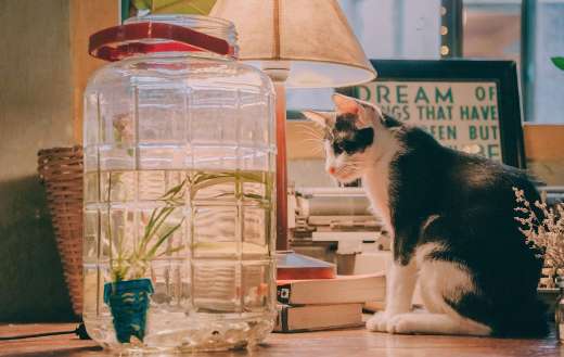 Black and white cat online