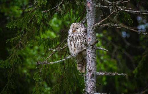 Brown owl on brown tree branch