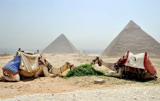 Camels eating grass puzzle
