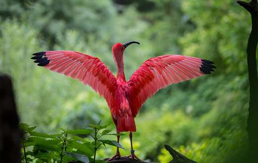 Flamingo spreading its wings
