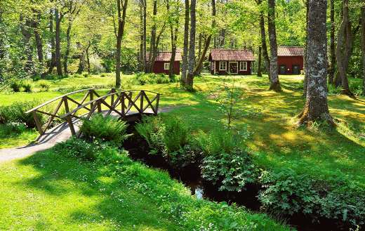 Beautiful park nature online