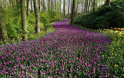 Flowers tulips puzzle