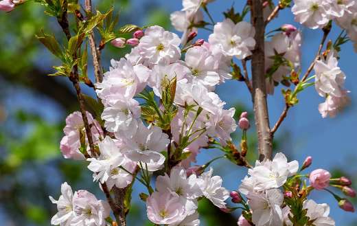 Japanese column cherry prunus serrulata puzzle