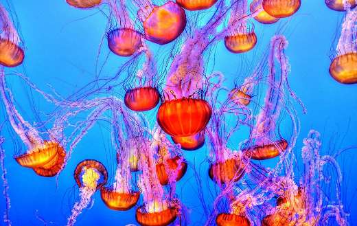 Jelly fish online