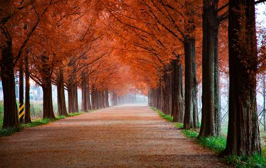 Road with red leaves trees puzzle