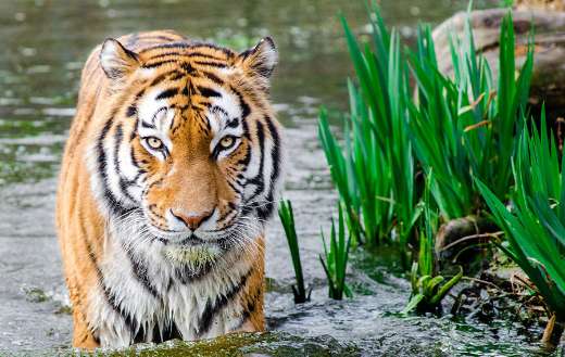 Tiger in the water lake online