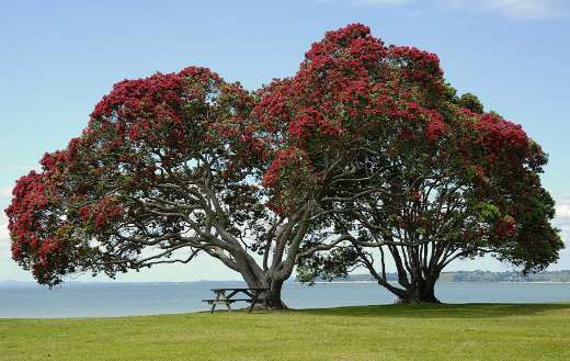 Tree blossom red crown flowers