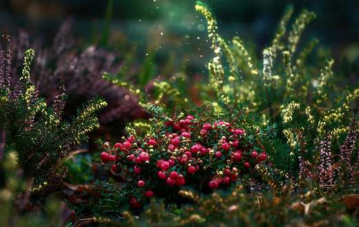 Whortleberry billberry cranberries