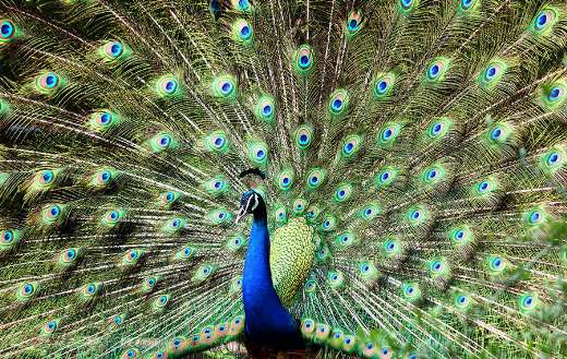 Blue and green peacock online
