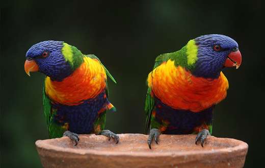 Blue green and orange parrot online