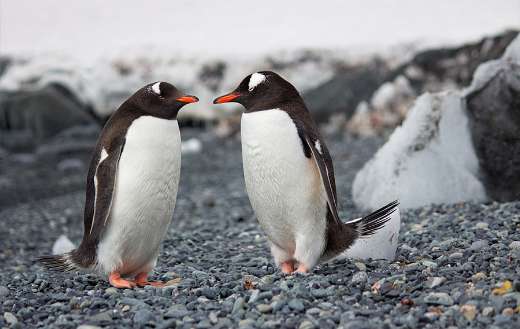 Focus photography of two penguins