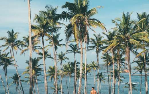 Person surrounded by coconut trees online