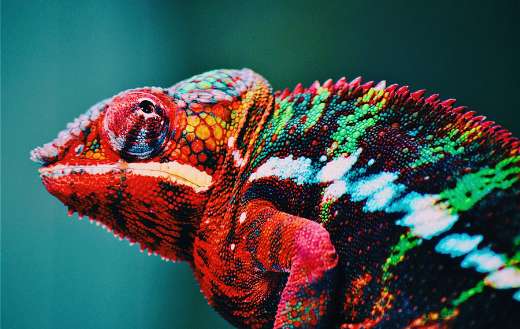 Red chameleon puzzle