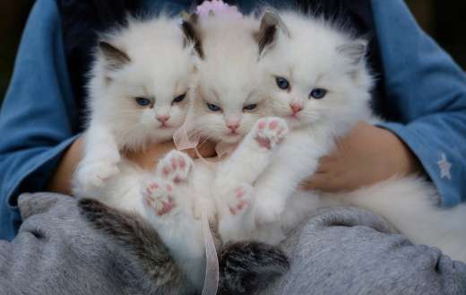 Three white kittens