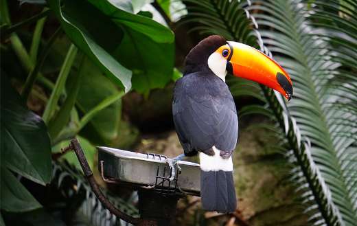Bali bird park Indonesia