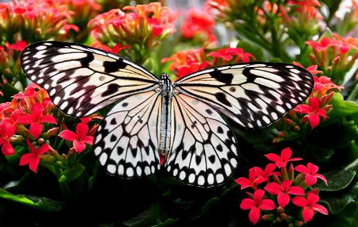 Beautiful butterfly and flowers online