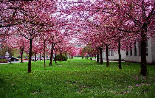 Cherry blossom tree Toronto puzzle