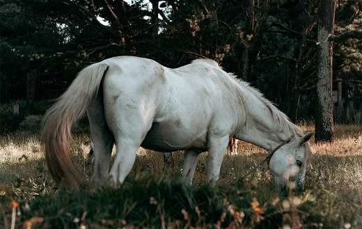 Eating white horse puzzle