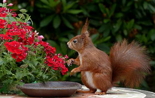 Flower animal online