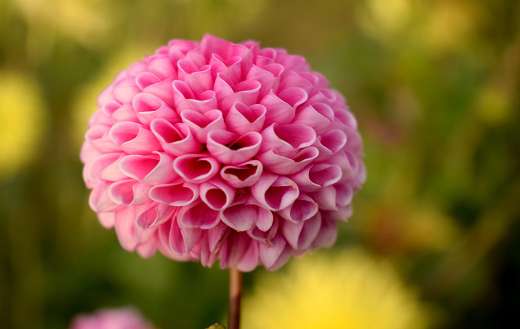 Flower with heart shaped petals puzzle