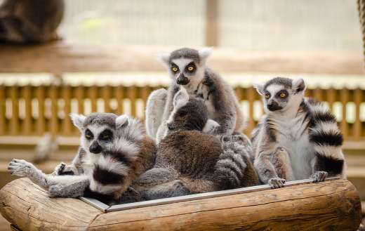 Group of ringtail lemur online
