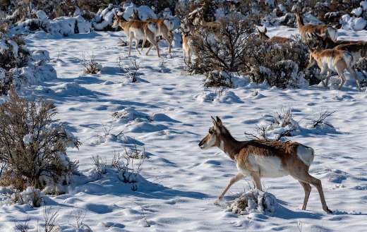 Herd of deers online