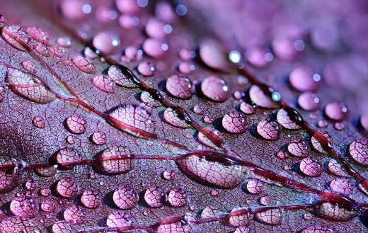 Leaf water drops online