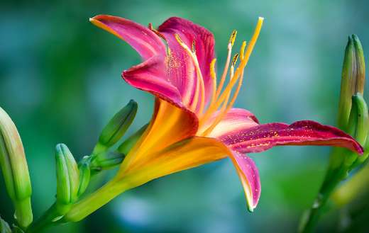 Lily beautiful flower bloom puzzle