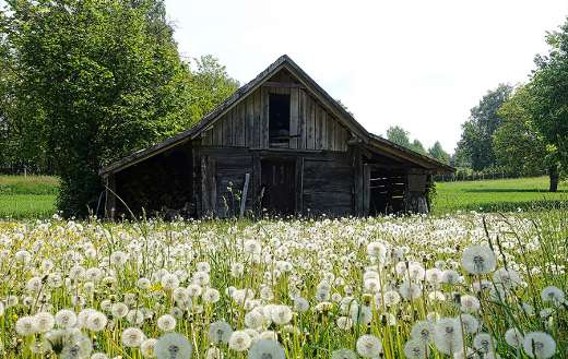 Old rural wood barn with dandelion blossom online