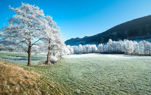 Trees winter frozen landscape puzzle