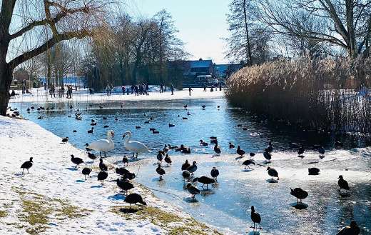 Winter swans birds nature online