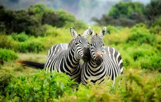 Zebra at the forest puzzle