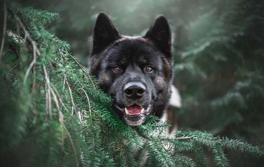 Akita breed dog